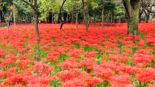 <Web割対象商品>【キングツアーバス旅】曼珠沙華の里「巾着田」と パワースポット高麗神社・川越名物うな重の昼食〔多摩センター・聖蹟桜ヶ丘・京王八王子発〕1